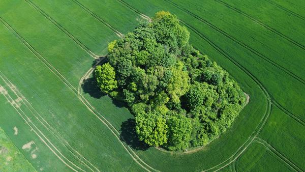 Wieszowa, pola
